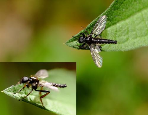 Réf. 257 584 : Bibio lanigerus